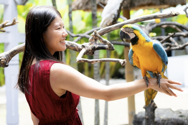 プーケット日本人ガイド同行ツアーで体験できる、南国の鳥との触れ合いアクティビティ。