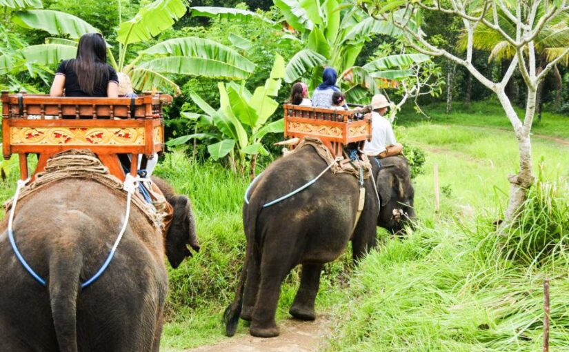 タイ・プーケット象乗り体験。熱帯の森を象の背中に乗って散策するアクティビティの様子。