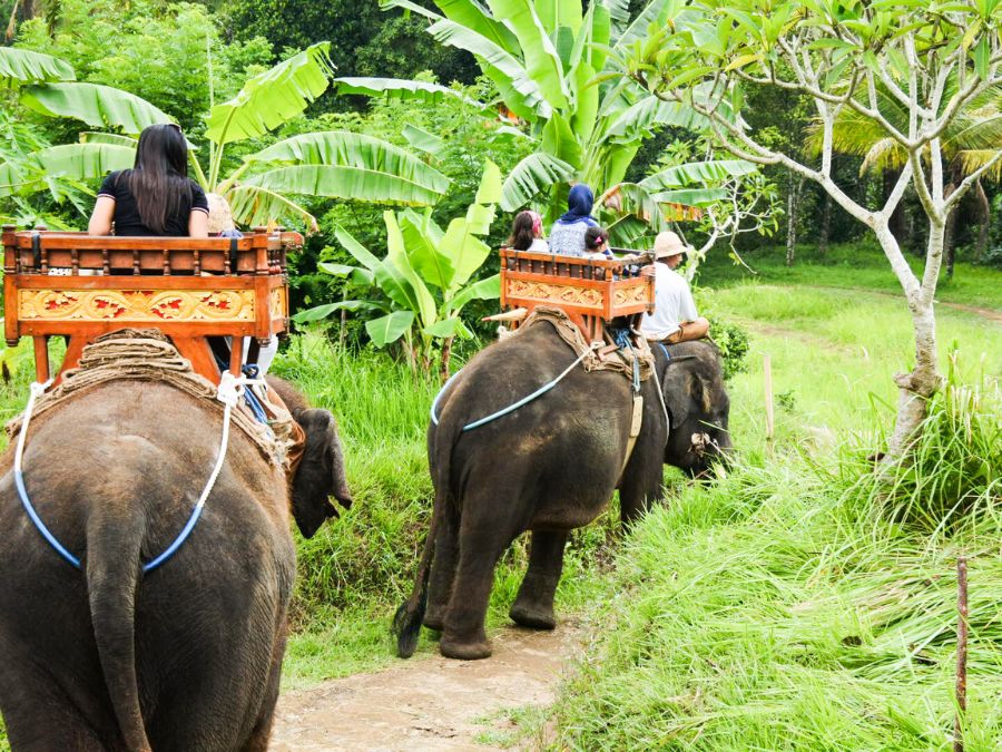 タイ・プーケット象乗り体験。熱帯の森を象の背中に乗って散策するアクティビティの様子。
