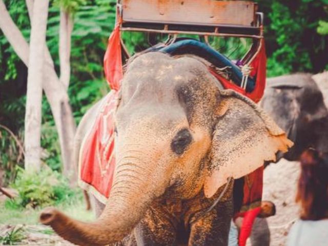 プーケット　象乗り体験