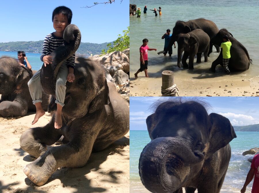 【プーケット/半日/貸切】タイガーキングダムで猛獣と間近で触れ合い＆海で楽しむエレファントスイム！動物好きにはたまらない贅沢な時間を♪《日本語ガイド/5名まで同額》（No.3）