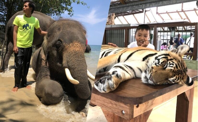 エレファントスイム　タイガーキングダム