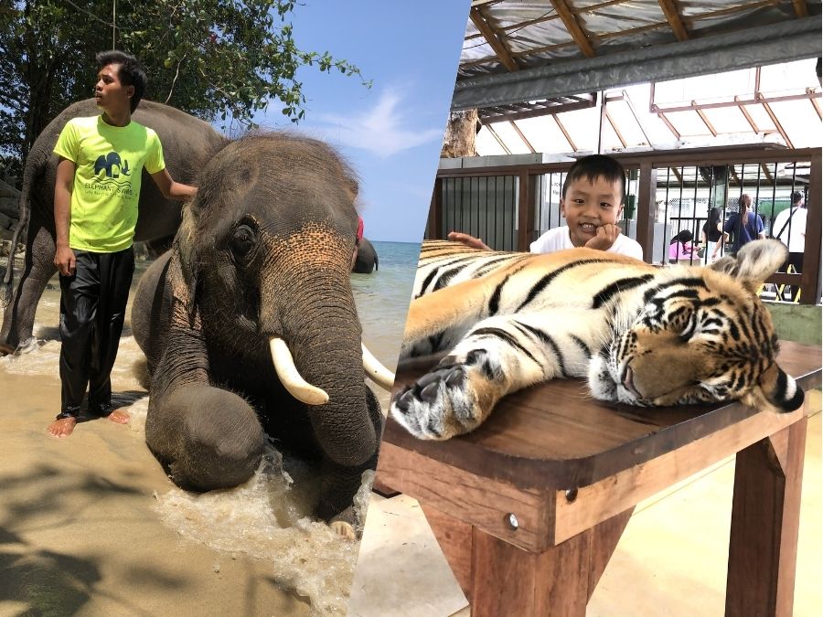 【プーケット/半日/貸切】タイガーキングダムで猛獣と間近で触れ合い＆海で楽しむエレファントスイム！動物好きにはたまらない贅沢な時間を♪《日本語ガイド/5名まで同額》（No.3）
