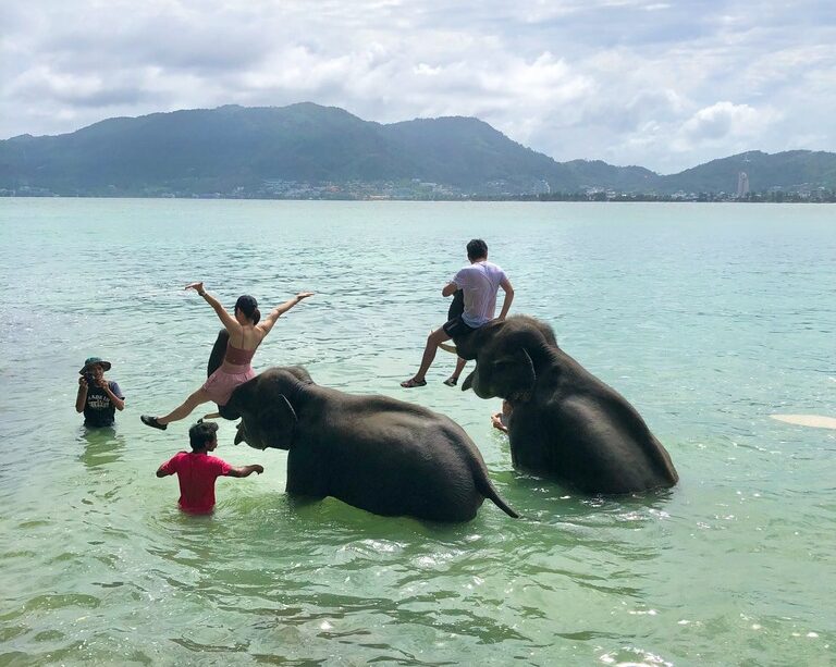 【プーケット/半日/貸切】タイガーキングダムで猛獣と間近で触れ合い＆海で楽しむエレファントスイム！動物好きにはたまらない贅沢な時間を♪《日本語ガイド/5名まで同額》（No.3）