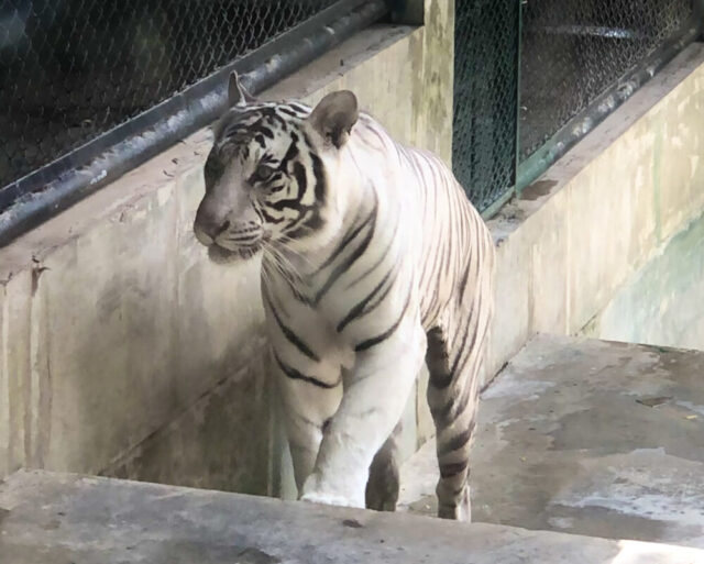 タイガーキングダム