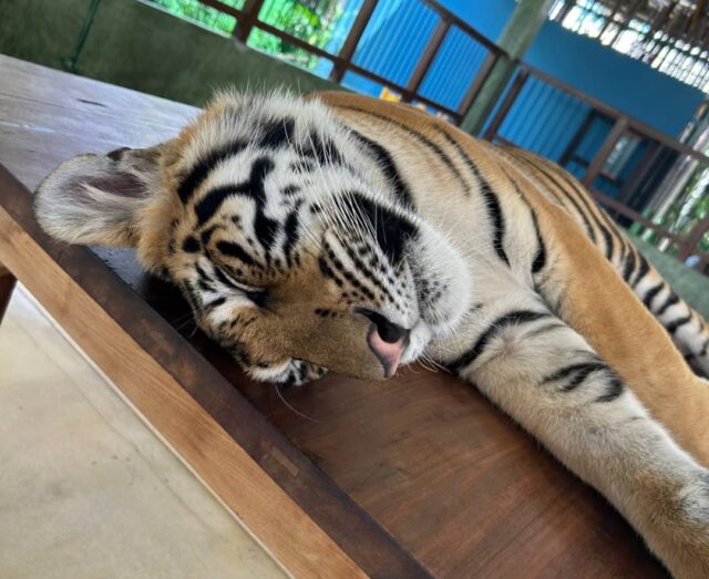 タイガーキングダム