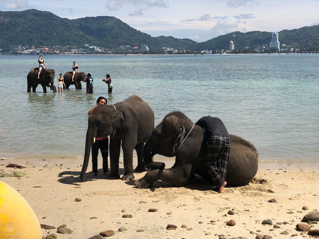【プーケット/半日/貸切】タイガーキングダムで猛獣と間近で触れ合い＆海で楽しむエレファントスイム！動物好きにはたまらない贅沢な時間を♪《日本語ガイド/5名まで同額》（No.3）