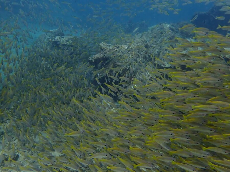 【プーケット/日本人ガイド/1日】ピピ島＆マリンパーク3ファンダイビング★映画の舞台のピピ島・魚影と大物遭遇のチャンス《ライセンス所有者限定》 （No.9）