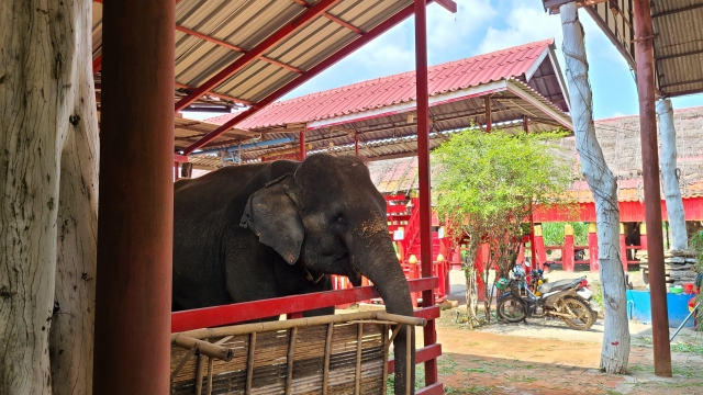 プーケット 象乗り体験 触れ合い