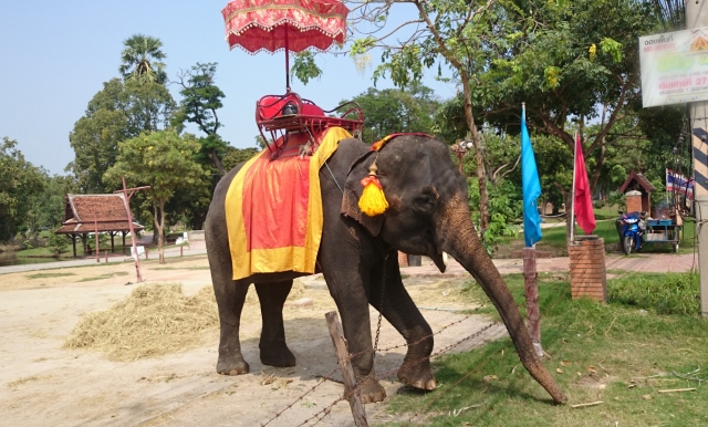 プーケット　象乗り体験