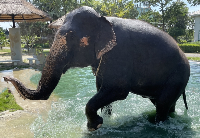 プーケット 象 水浴び