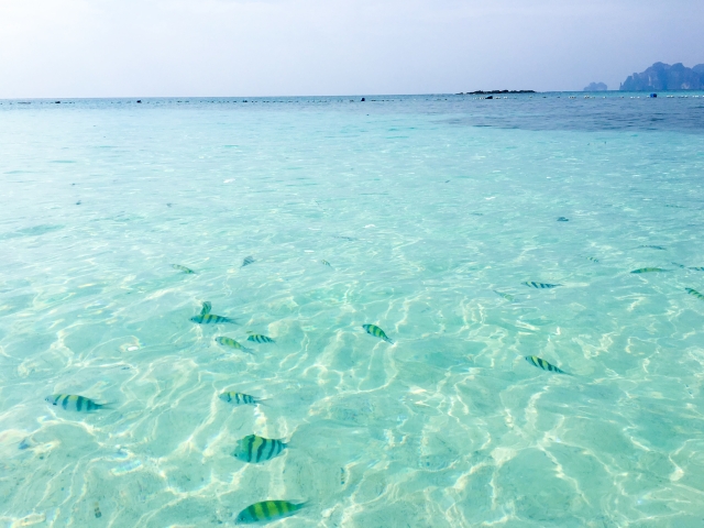タイの透き通る海で泳ぐ魚のいる風景