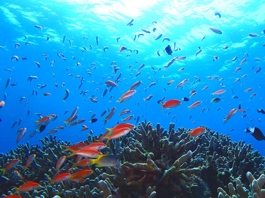 プーケットのシュノーケリングで見られる色鮮やかな熱帯魚の群れとサンゴ礁。