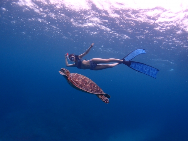 シュノーケリング　ウミガメ