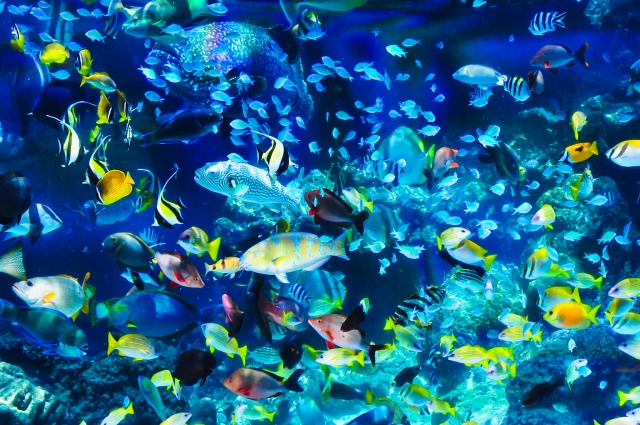 色鮮やかな魚が泳ぐ水族館の大水槽のイメージ