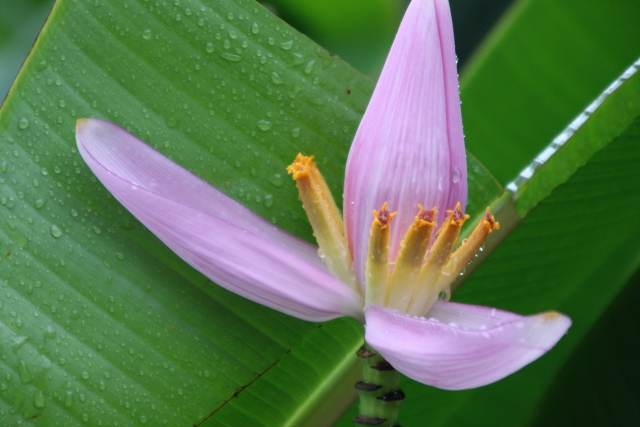 雨のしずくがついたバナナの葉と淡いピンクの花